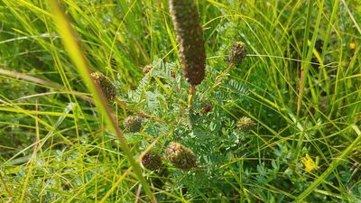 Dalea foliosa, photographed by Ryan Sorrells