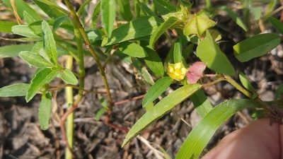 Malvastrum hispidum, photographed by Ryan Sorrells