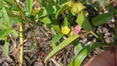 Malvastrum hispidum, photographed by Ryan Sorrells