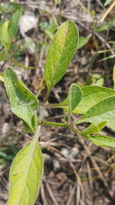 Physalis pumila, photographed by Ryan Sorrells