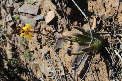 Bulbine succulenta, photographed by Tony Rebelo