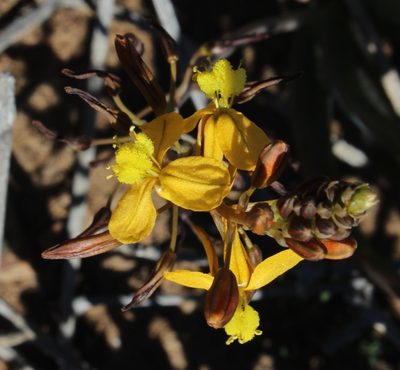 Bulbine succulenta, photographed by Tony Rebelo