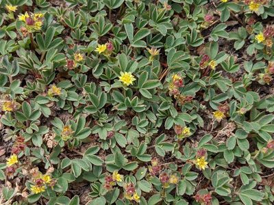 Sibbaldia procumbens, photographed by Trevor Van Loon