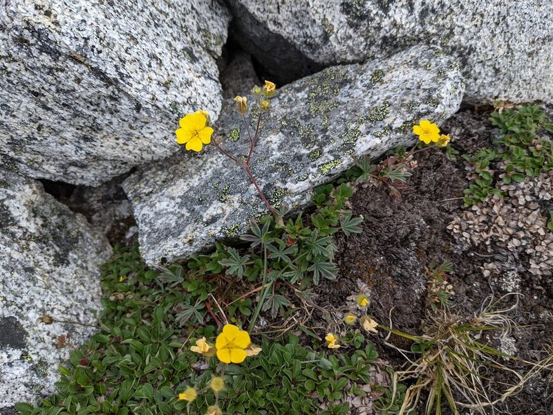 Potentilla glaucophylla, photographed by Trevor Van Loon