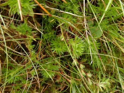 Saxifraga hypnoides, photographed by pete_gateley