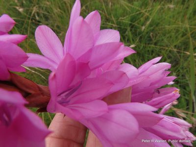 Watsonia confusa, photographed by Peter Warren