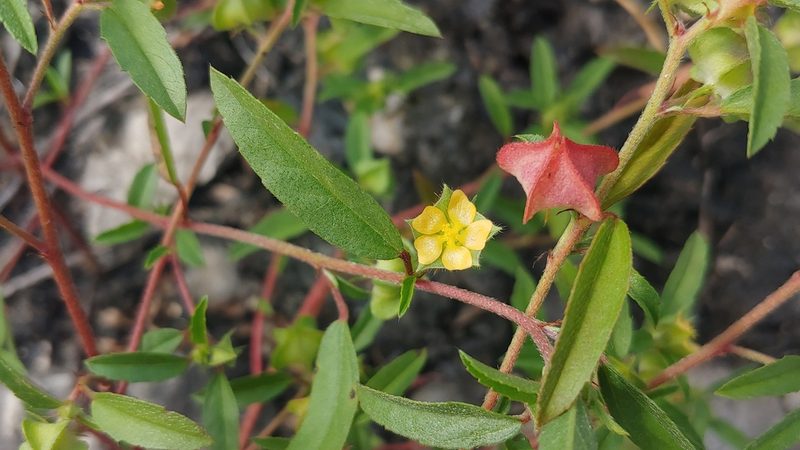 Malvastrum hispidum, photographed by Ryan Sorrells