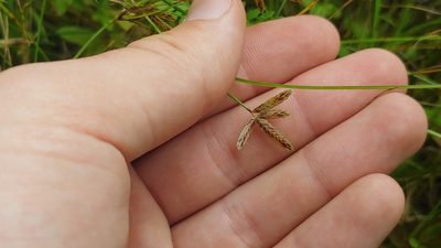 Cyperus bipartitus, photographed by Ryan Sorrells