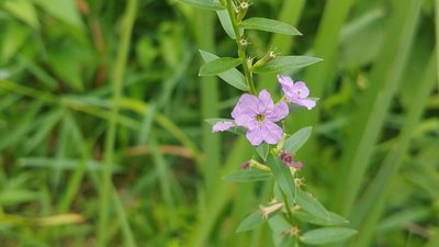 Lythrum alatum, photographed by Ryan Sorrells