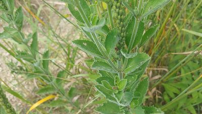Verbena stricta, photographed by Ryan Sorrells