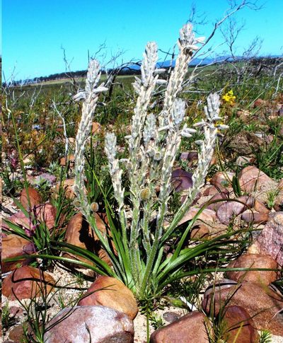 Trachyandra hirsutiflora, photographed by Tony Rebelo