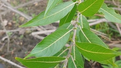 Salix eriocephala, photographed by Ryan Sorrells