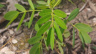 Senna hebecarpa, photographed by Ryan Sorrells