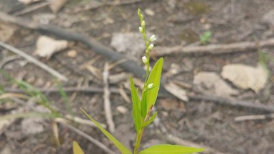 Persicaria punctata, photographed by Ryan Sorrells