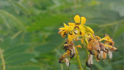 Senna hebecarpa, photographed by Ryan Sorrells