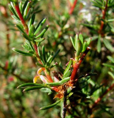 Cliffortia teretifolia, photographed by douglaseustonbrown