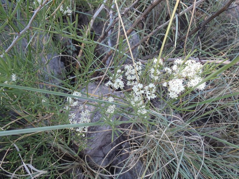 Asparagus angusticladus, photographed by Nicola van Berkel