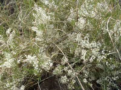 Asparagus angusticladus, photographed by Nicola van Berkel
