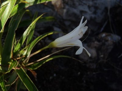 Xerophyta adendorffii, photographed by Nicola van Berkel