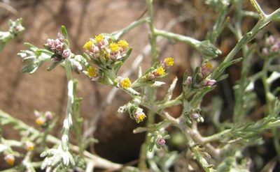 Helichrysum asperum, photographed by douglaseustonbrown