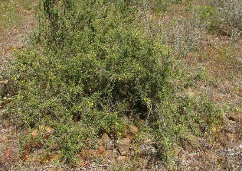 Aspalathus tulbaghensis, photographed by douglaseustonbrown