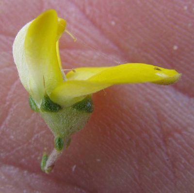 Aspalathus tulbaghensis, photographed by douglaseustonbrown