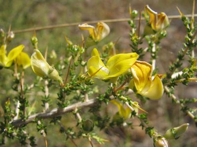 Aspalathus tulbaghensis, photographed by douglaseustonbrown