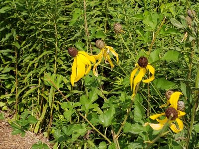 Ratibida pinnata, photographed by Tyler Bishop