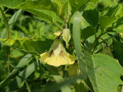 Physalis longifolia, photographed by Tyler Bishop