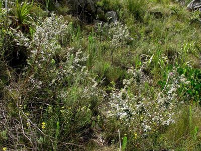 Podalyria hirsuta, photographed by douglaseustonbrown