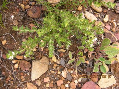 Amphithalea micrantha, photographed by Di Turner