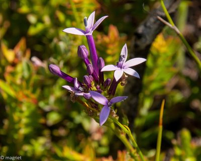 Lobelia stenosiphon, photographed by magriet b