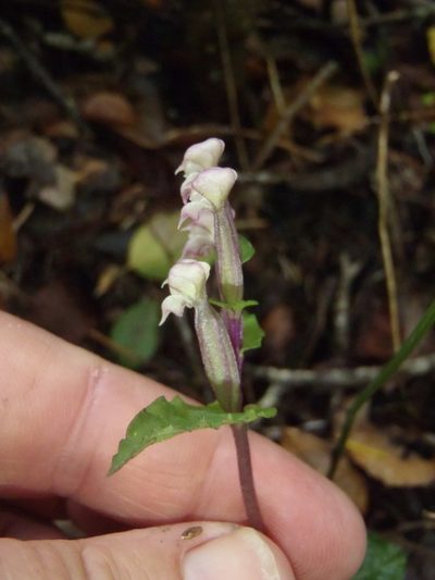 Disperis micrantha, photographed by Nicola van Berkel