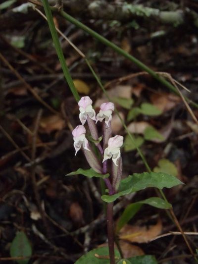 Disperis micrantha, photographed by Nicola van Berkel