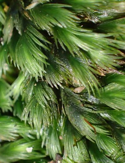 Fissidens plumosus, photographed by Nicola van Berkel