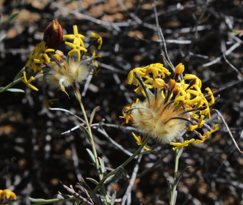 Lasiosiphon rigidus, photographed by Tony Rebelo