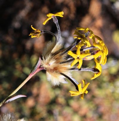 Lasiosiphon rigidus, photographed by Tony Rebelo