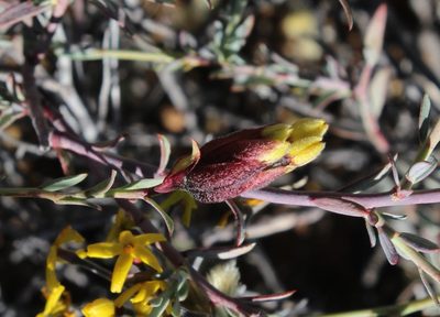 Lasiosiphon rigidus, photographed by Tony Rebelo