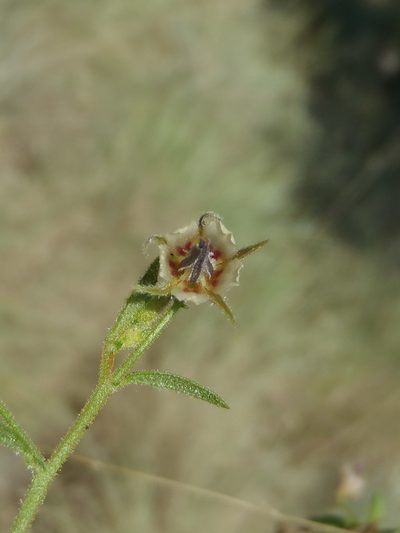 Hermannia boraginiflora, photographed by Nicola van Berkel