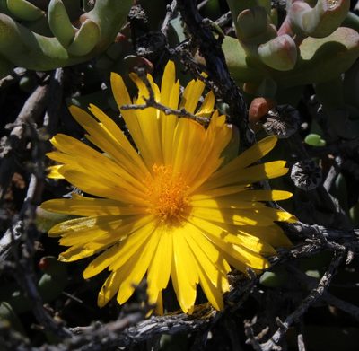 Malephora crassa, photographed by Tony Rebelo