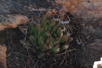 Haworthia outeniquensis, photographed by Brian du Preez