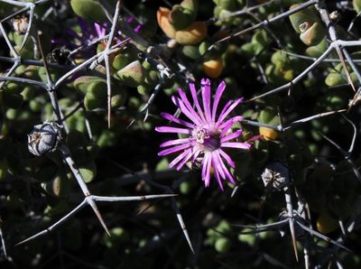 Schlechteranthus pungens, photographed by Tony Rebelo