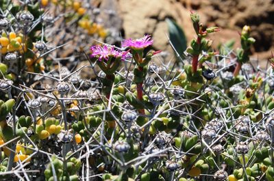 Schlechteranthus pungens, photographed by Tony Rebelo