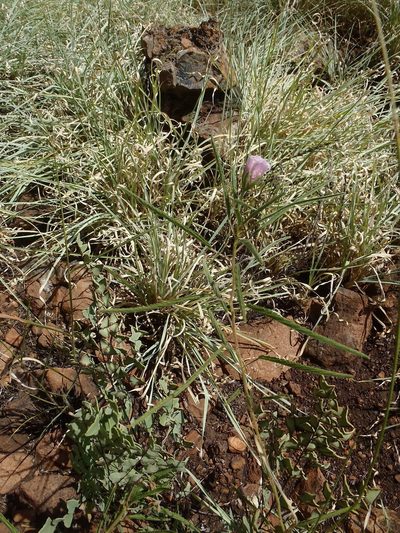 Monsonia biflora, photographed by Nicola van Berkel