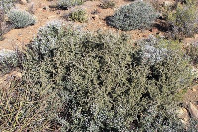 Zygophyllum retrofractum, photographed by Tony Rebelo