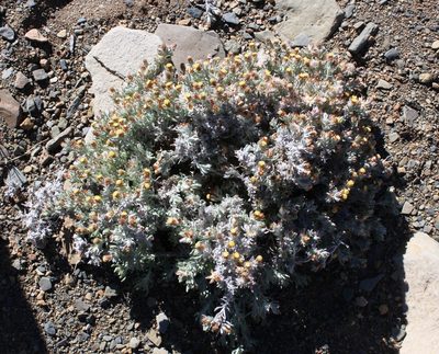 Helichrysum pumilio, photographed by Tony Rebelo