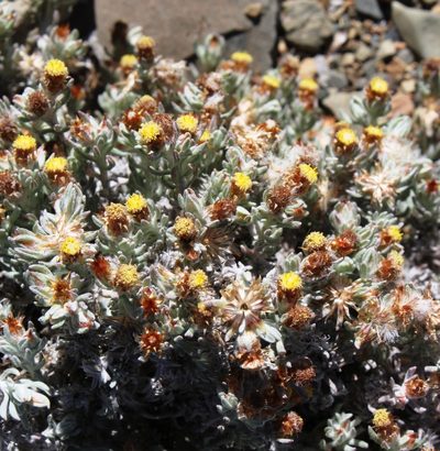 Helichrysum pumilio, photographed by Tony Rebelo