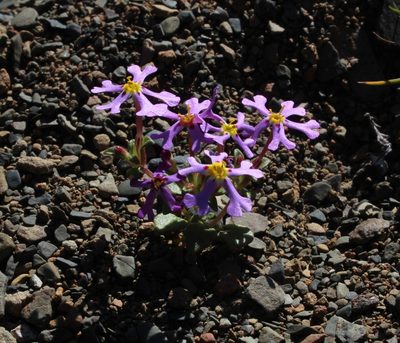 Zaluzianskya violacea, photographed by Tony Rebelo