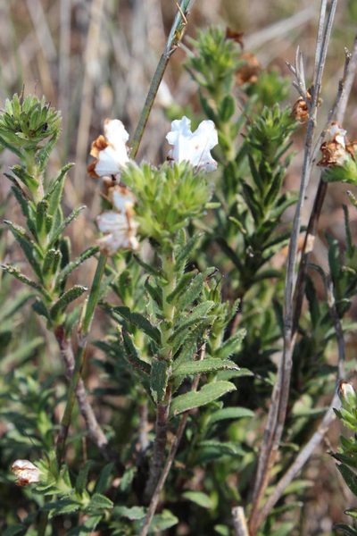 Lobostemon glaber, photographed by Tony Rebelo