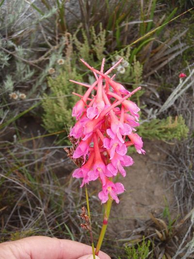 Disa porrecta, photographed by Nicola van Berkel